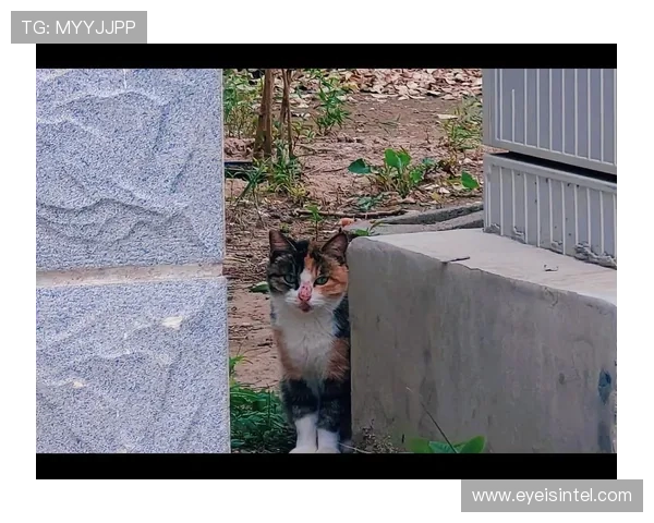 四川官方回应入场小猫未受伤